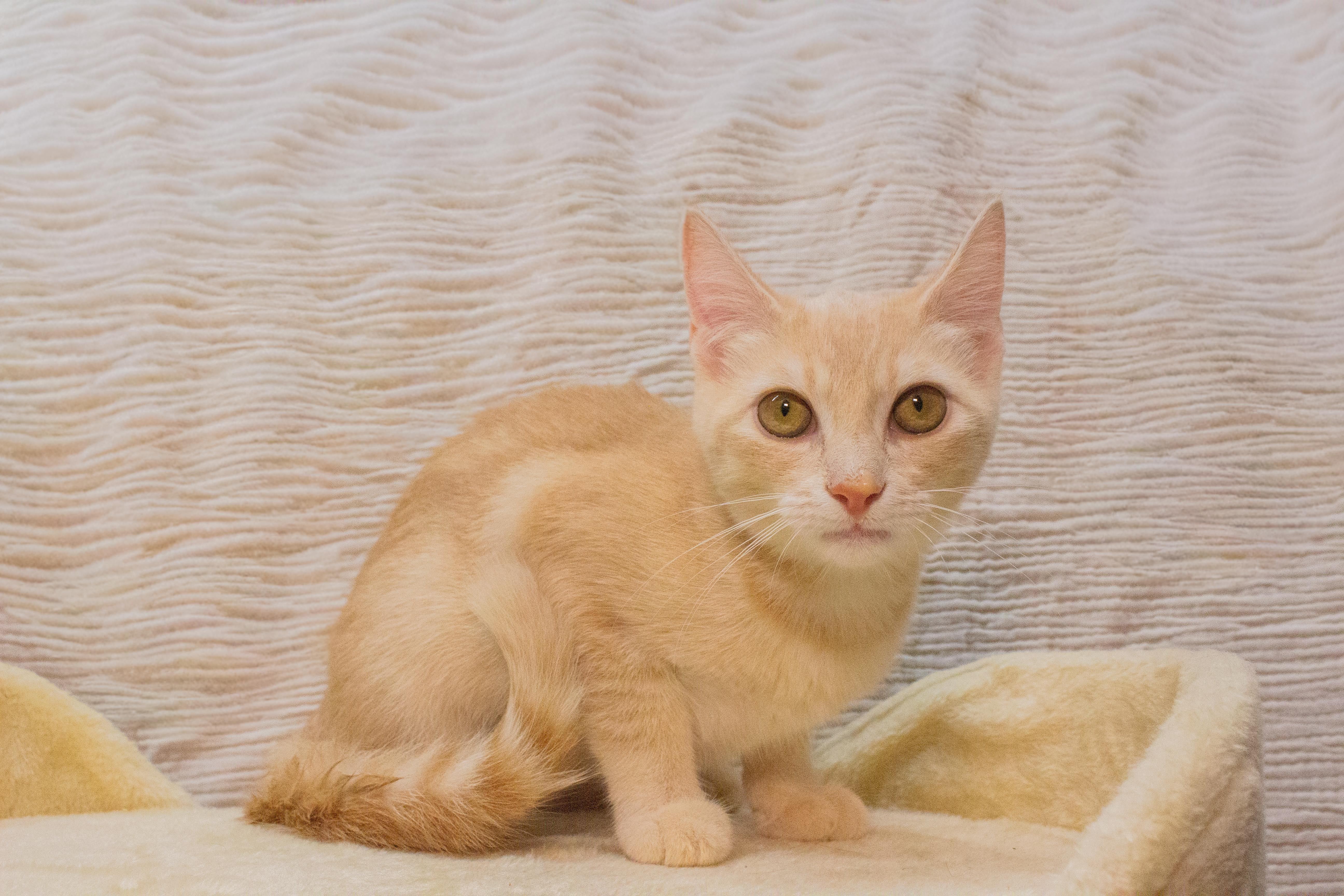 A baby small-sized female Buff / Tan / Fawn Domestic Short Hair cat named Peeps for adoption in Covina , CA