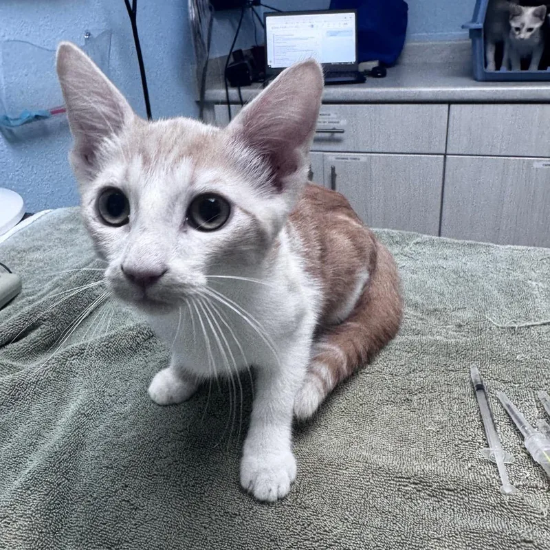 A baby small-sized male Orange / Red Domestic Medium Hair cat named Shrimp for adoption in Riverside, CA