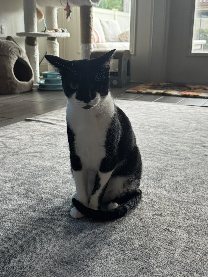 An adult medium-sized female Black & White / Tuxedo Domestic Short Hair cat named Duchess .. for adoption in Apopka, FL