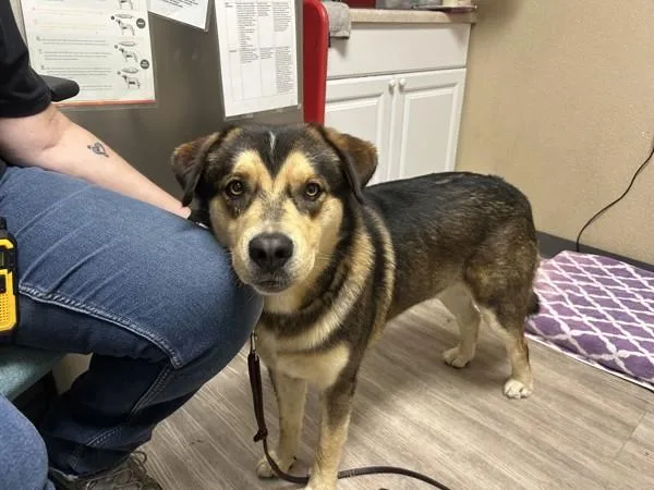 An adult large-sized male Shepherd dog named Hagrid for adoption in Oceanside, CA