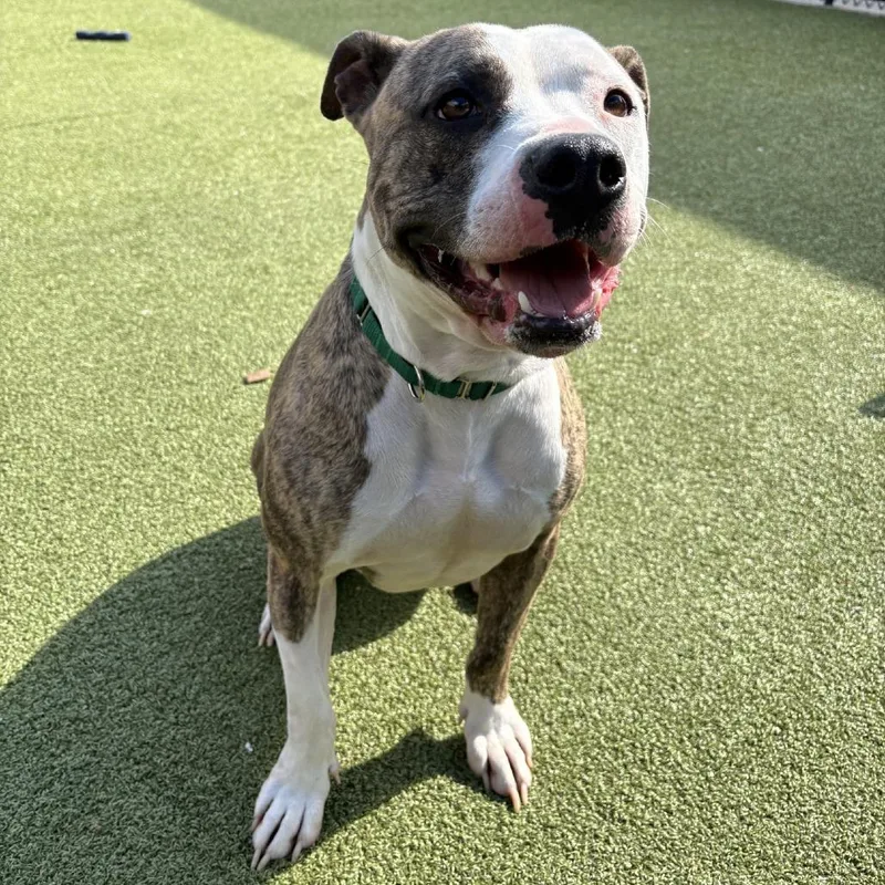 An adult large-sized male Brindle Pit Bull Terrier dog named Coppertone for adoption in Greensboro, NC