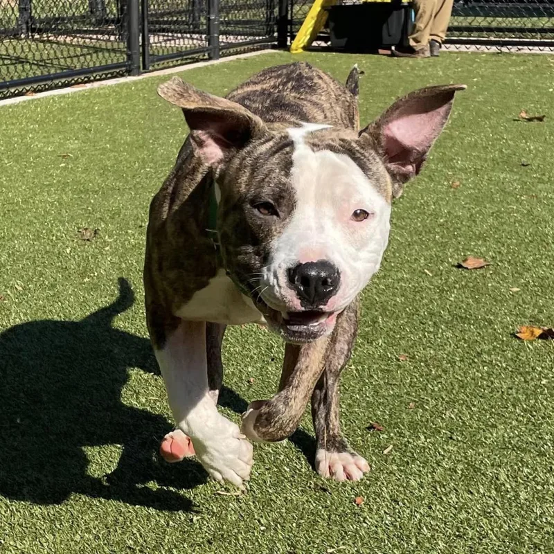 Coppertone thumbnail 5