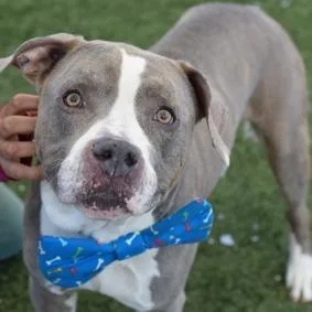 An adult large-sized male Gray / Blue / Silver Mixed Breed dog named Ghost for adoption in New York, NY