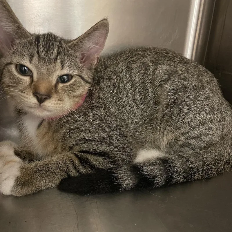 A baby small-sized female Gray / Blue / Silver Domestic Short Hair cat named Socks for adoption in Chattanooga, TN