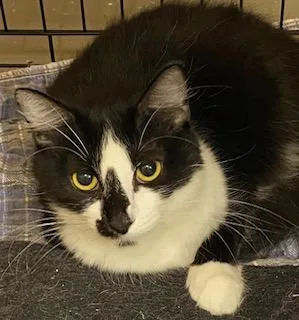 A young medium-sized female Black & White / Tuxedo Domestic Medium Hair cat named Ronni Gorgeous Fluffy for adoption in Southern Pines, NC