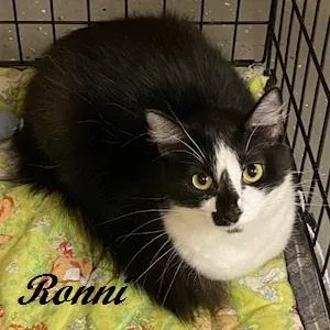 Ronni  Gorgeous Fluffy thumbnail 2