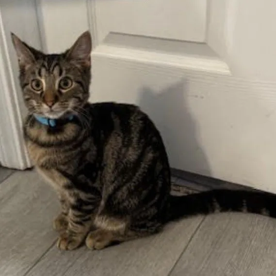 Bengal thumbnail 2