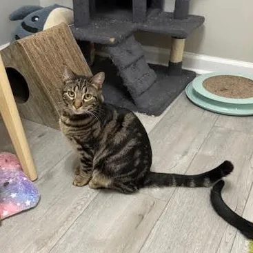 A baby medium-sized male Tabby (Brown / Chocolate) Domestic Short Hair cat named Bengal for adoption in Roachdale, IN