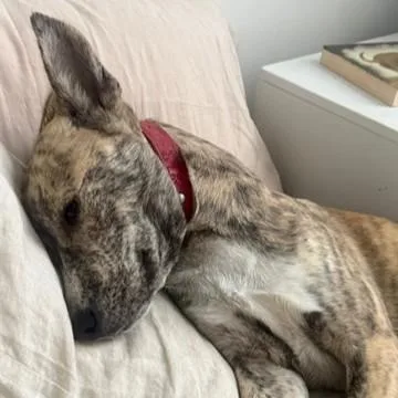 A young medium-sized female Brindle Mixed Breed dog named Egypt for adoption in Columbia, SC