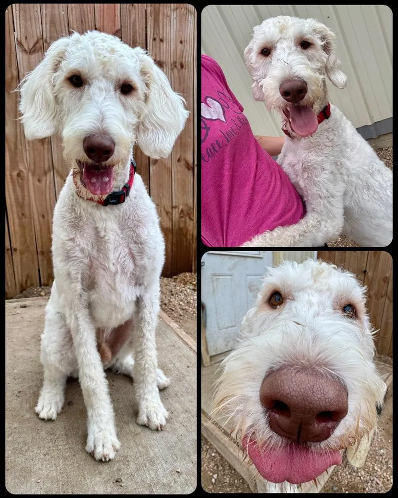 A young large-sized male Golden Retriever dog named Rodger for adoption in Hastings, NE
