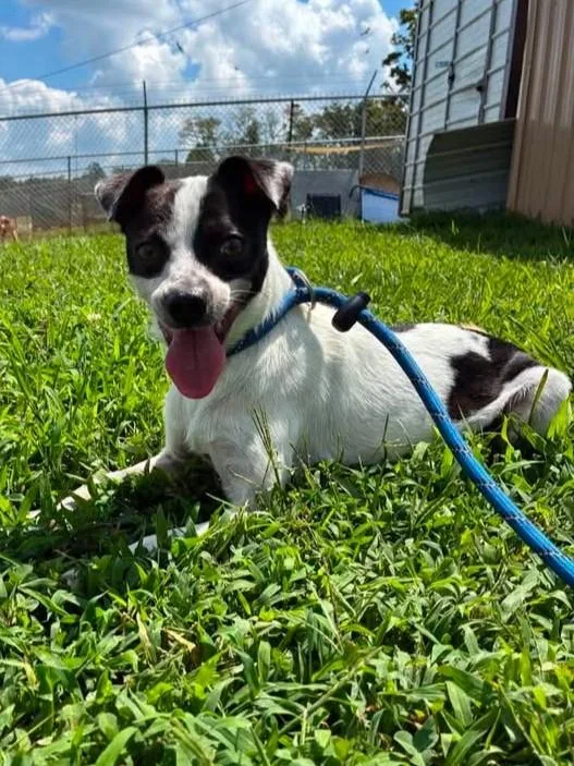 An adult small-sized male Black Chihuahua dog named Pupperton for adoption in Munfordville, KY