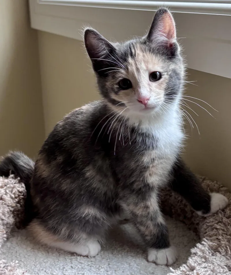 A baby medium-sized female Torbie cat named Coco for adoption in Lake Orion, MI