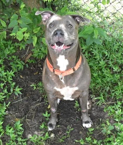 An adult large-sized female Gray / Blue / Silver American Staffordshire Terrier dog named Megan for adoption in Inverness, FL