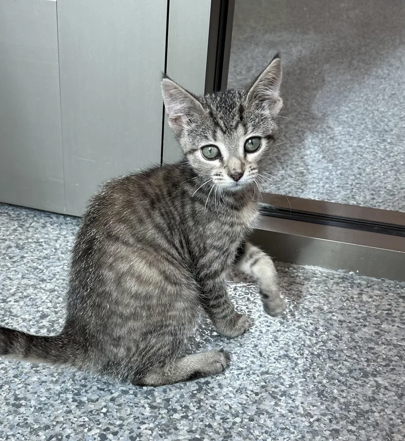 A baby medium-sized female Tabby (Brown / Chocolate) Domestic Short Hair cat named Surely for adoption in Manassas, VA