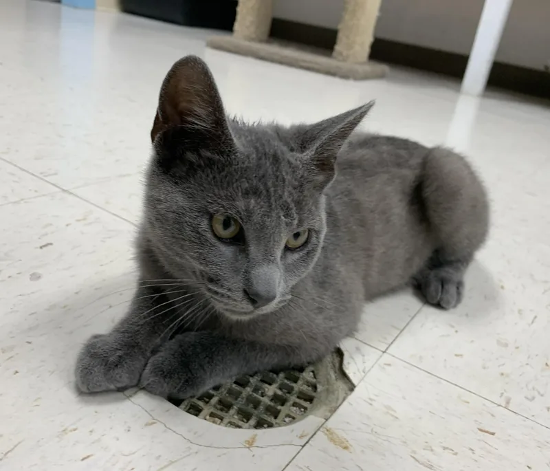 A baby medium-sized male Gray / Blue / Silver Domestic Short Hair cat named Justice for adoption in Hollister, CA