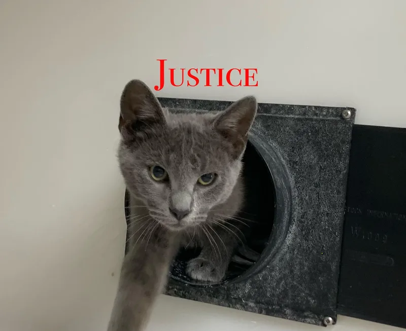 Justice thumbnail 4