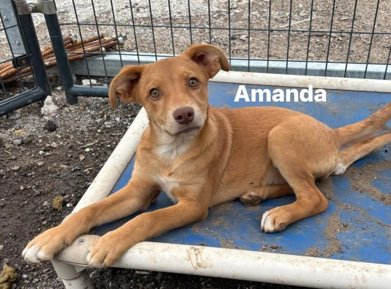 A young medium-sized female Brown / Chocolate Mixed Breed dog named Amanda for adoption in Glenpool, OK