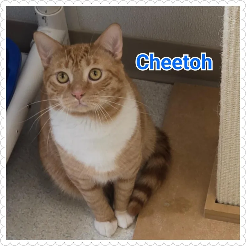 Cheetoh thumbnail 3