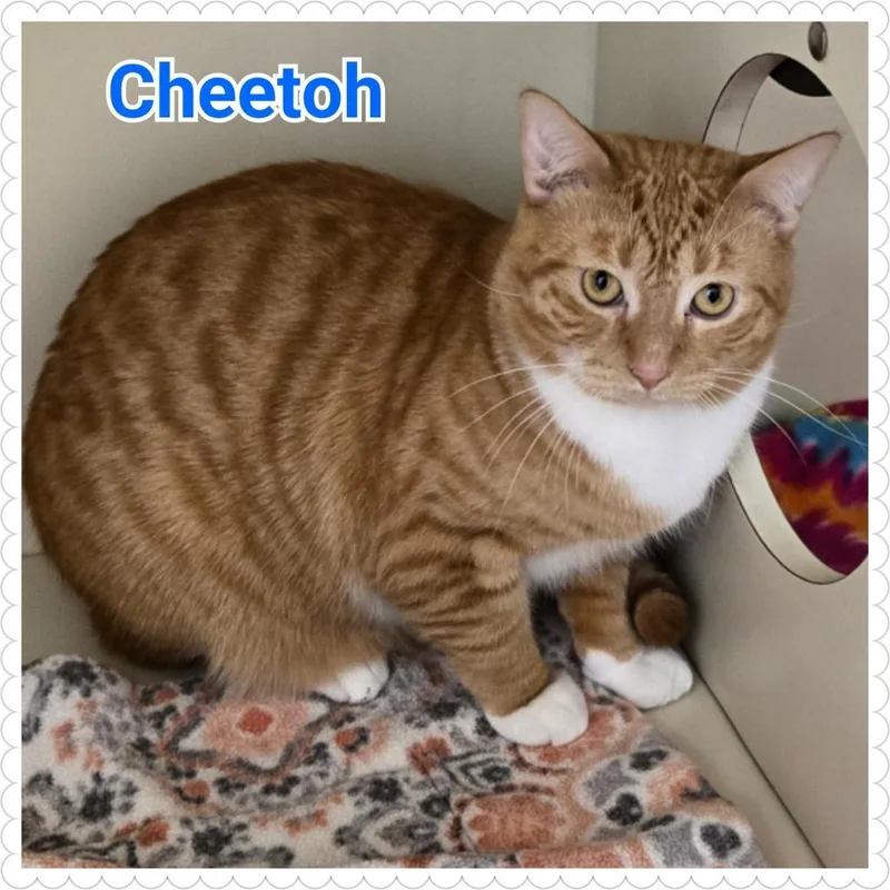 Cheetoh thumbnail 4