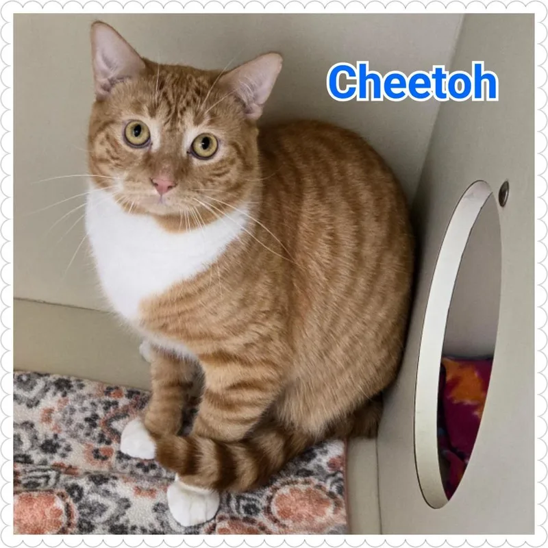 Cheetoh thumbnail 5