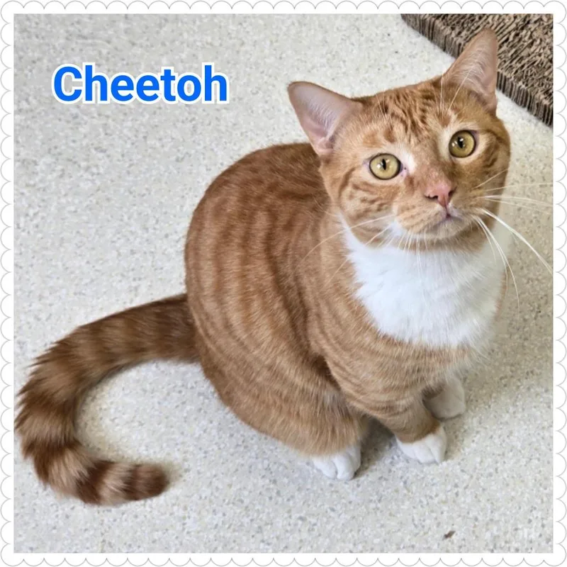 Cheetoh