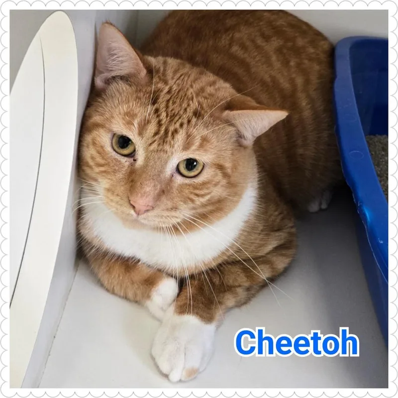 Cheetoh thumbnail 6