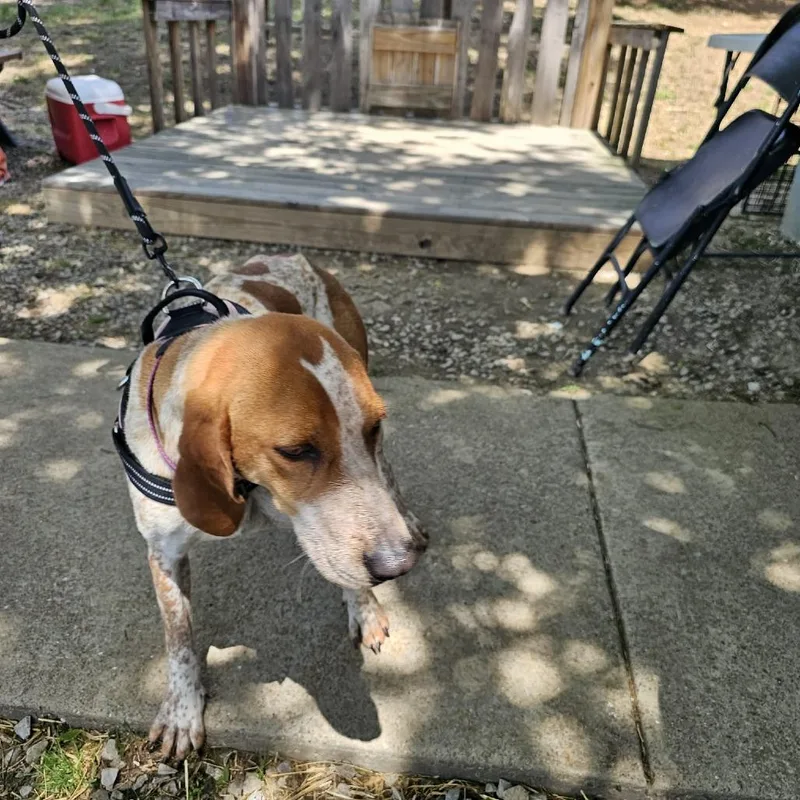 An adult medium-sized female White / Cream Treeing Walker Coonhound dog named Tngcstray for adoption in Pulaski, TN