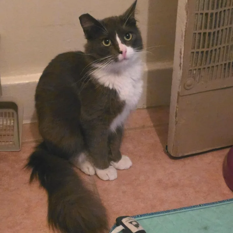 A young small-sized male Gray / Blue / Silver Domestic Medium Hair cat named Mochi for adoption in Los Angeles, CA