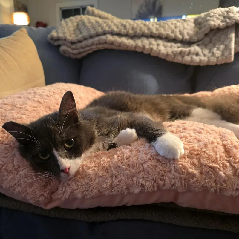 Mochi thumbnail 2