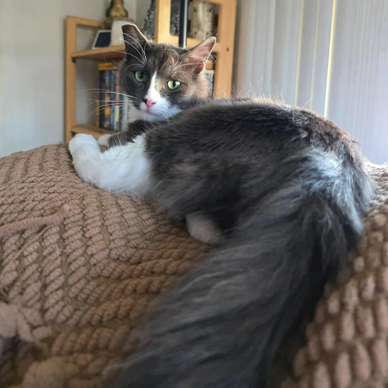 Mochi thumbnail 4