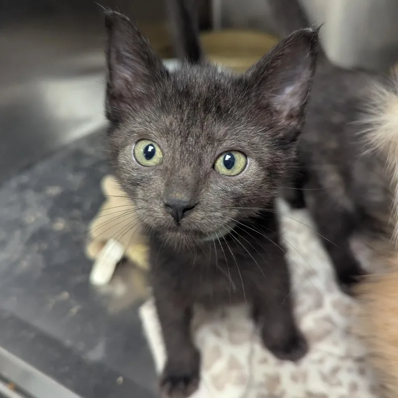 A baby small-sized female Black Domestic Short Hair cat named Layla for adoption in Evansville, IN