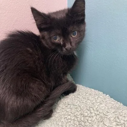 A baby small-sized female Domestic Short Hair cat named Ginger Spice for adoption in Janesville, WI