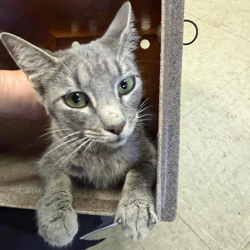 A young medium-sized female Domestic Short Hair cat named Faye for adoption in Birmingham, AL