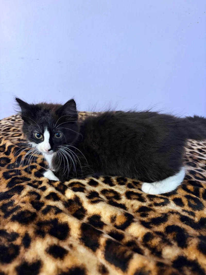 A baby small-sized female Domestic Medium Hair cat named Porkchop for adoption in Arlington, TX