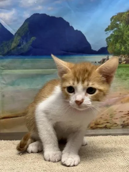 A young small-sized female Domestic Short Hair cat named Jicama for adoption in San Antonio, TX