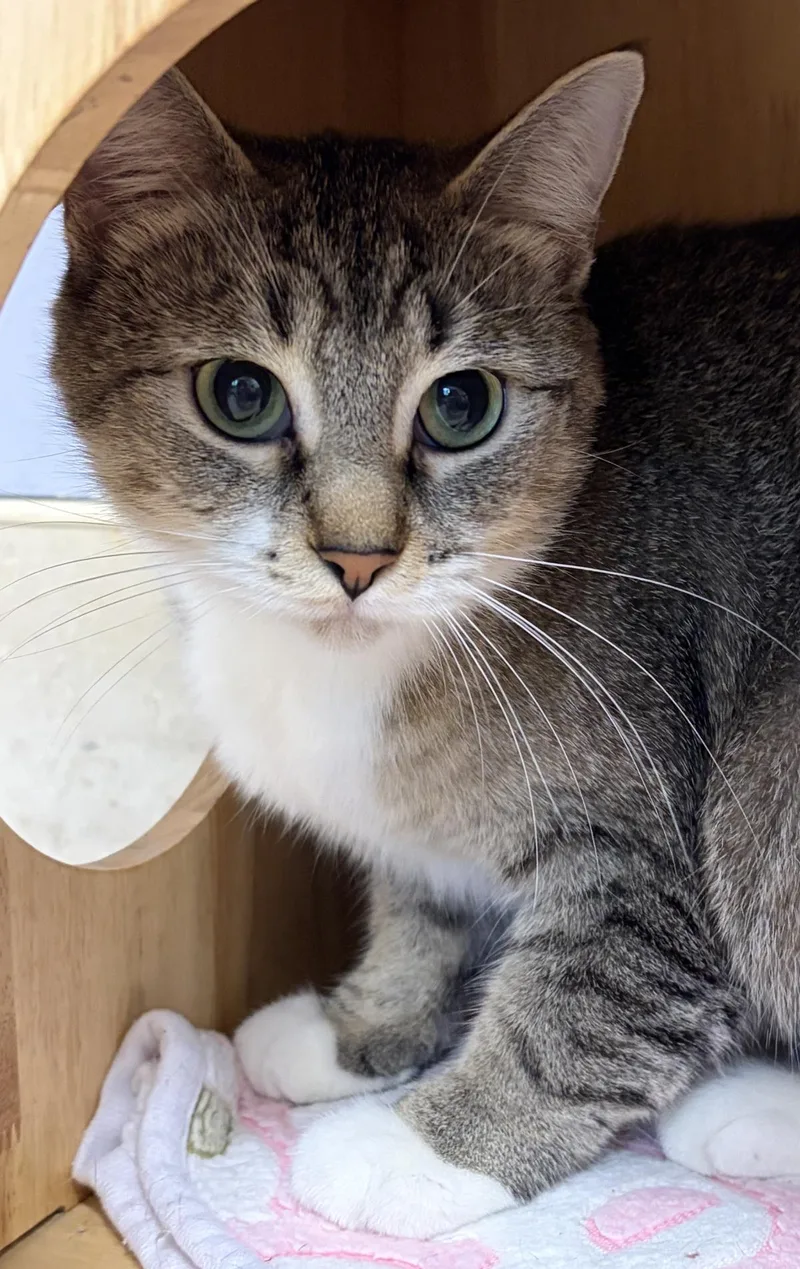 A young medium-sized female Domestic Short Hair cat named Coffee Bean for adoption in Beacon, NY