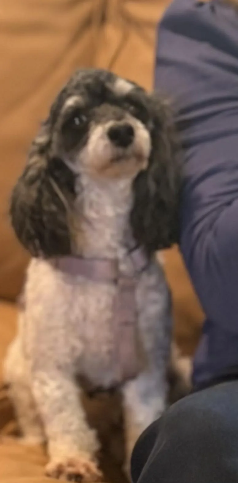 An adult small-sized female White / Cream Poodle (Toy) dog named Lilly for adoption in Puyallup, WA