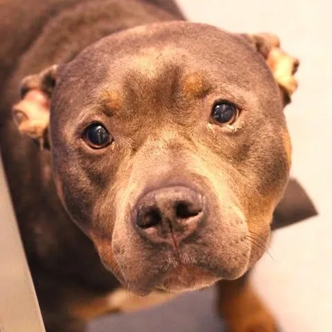 An adult medium-sized male Bicolor Pit Bull Terrier dog named Zeus for adoption in Fredericksburg, VA