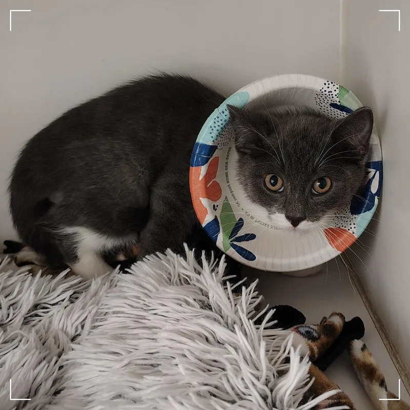 A baby small-sized male Domestic Short Hair cat named Periwinkle for adoption in Dearborn, MI