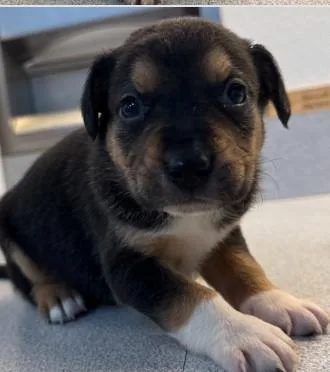 A baby small-sized male Mixed Breed dog named Mushroom for adoption in West Chester, PA