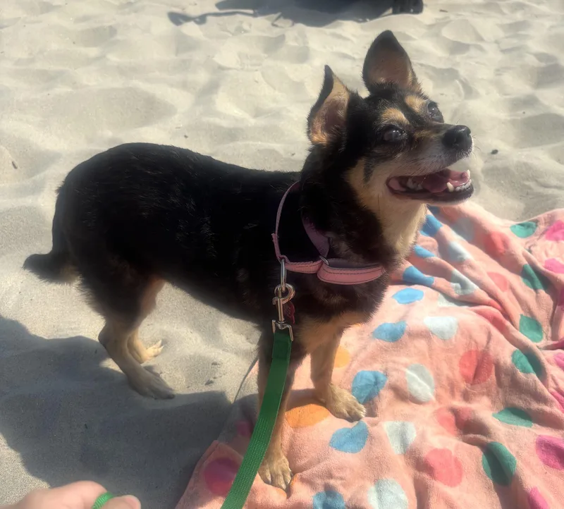 Penelope