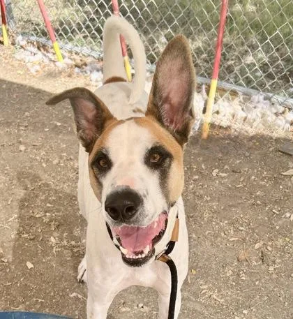 An adult extra large-sized male Tricolor (Brown, Black, & White) Mixed Breed dog named Titus for adoption in Georgetown, TX