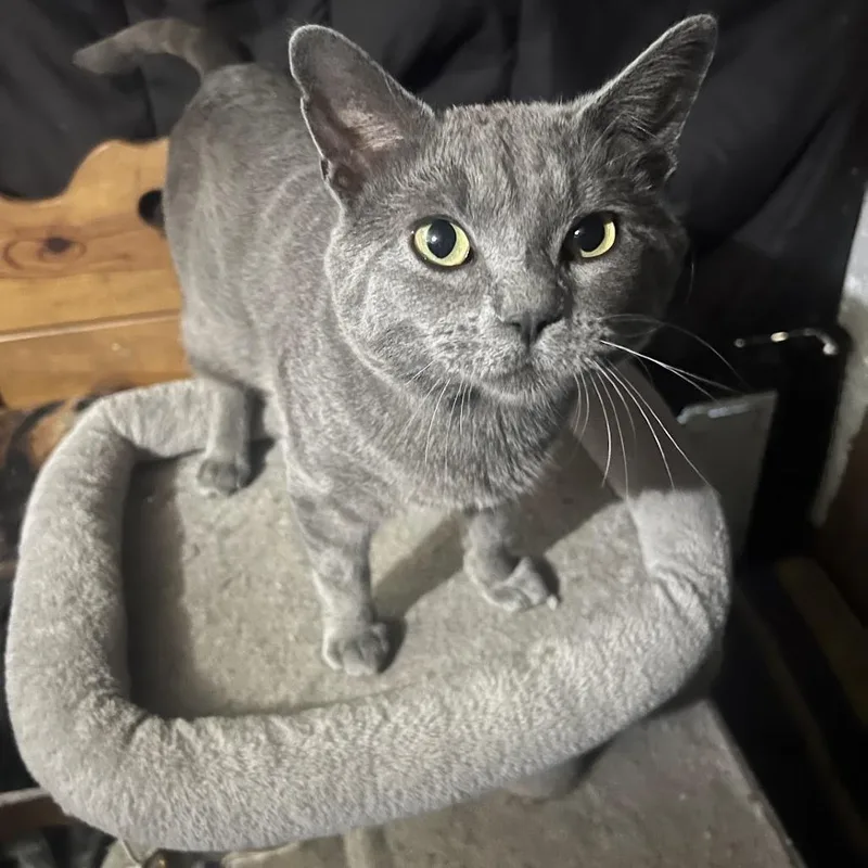 A baby medium-sized male Gray / Blue / Silver Russian Blue cat named Blue for adoption in Grand Rapids, MN