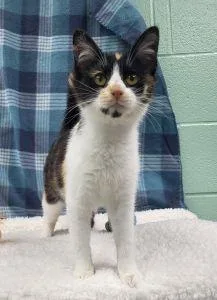 A young medium-sized female Domestic Short Hair cat named Mocha for adoption in Bucyrus, OH