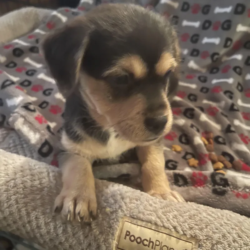 A baby small-sized female Terrier dog named Cove for adoption in Gainesville, VA