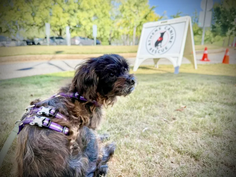 A senior small-sized female Black Border Terrier dog named Dottie for adoption in Athens, GA