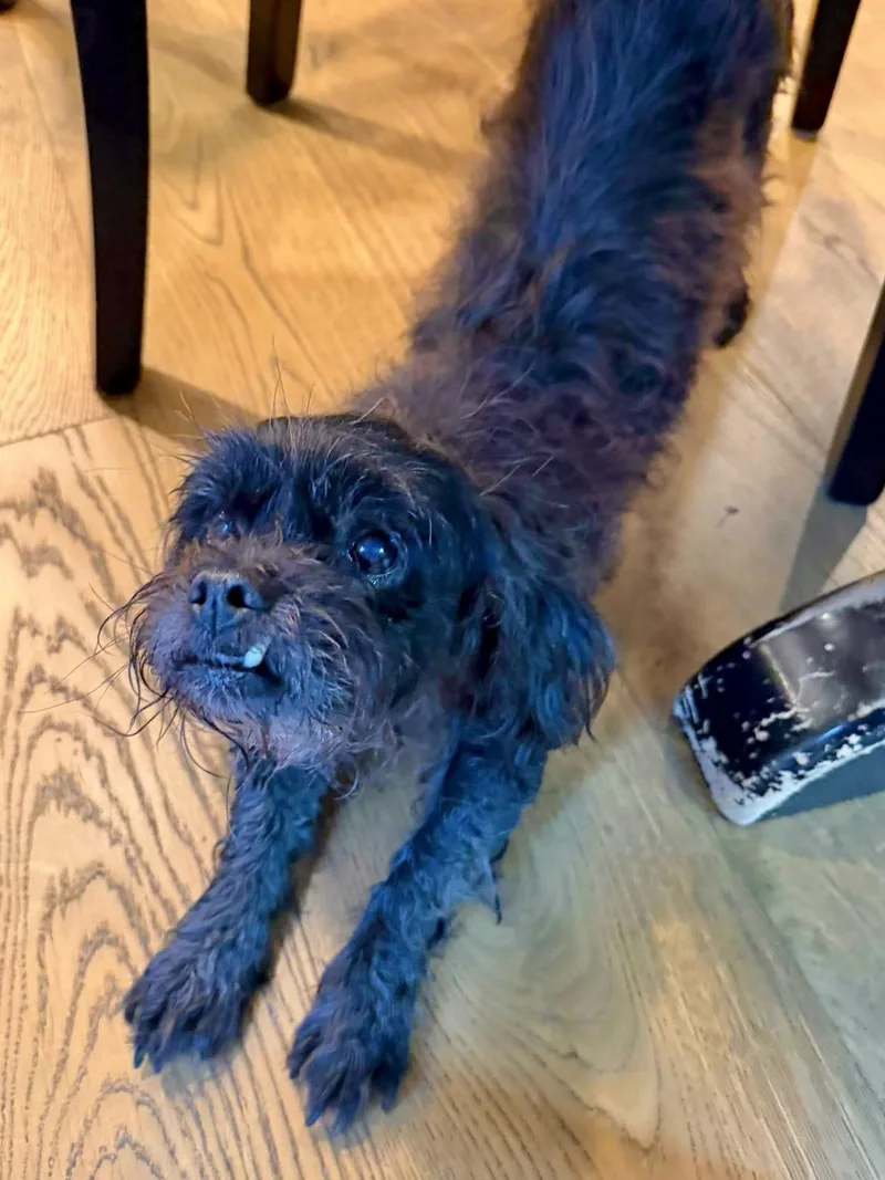 Dottie thumbnail 4