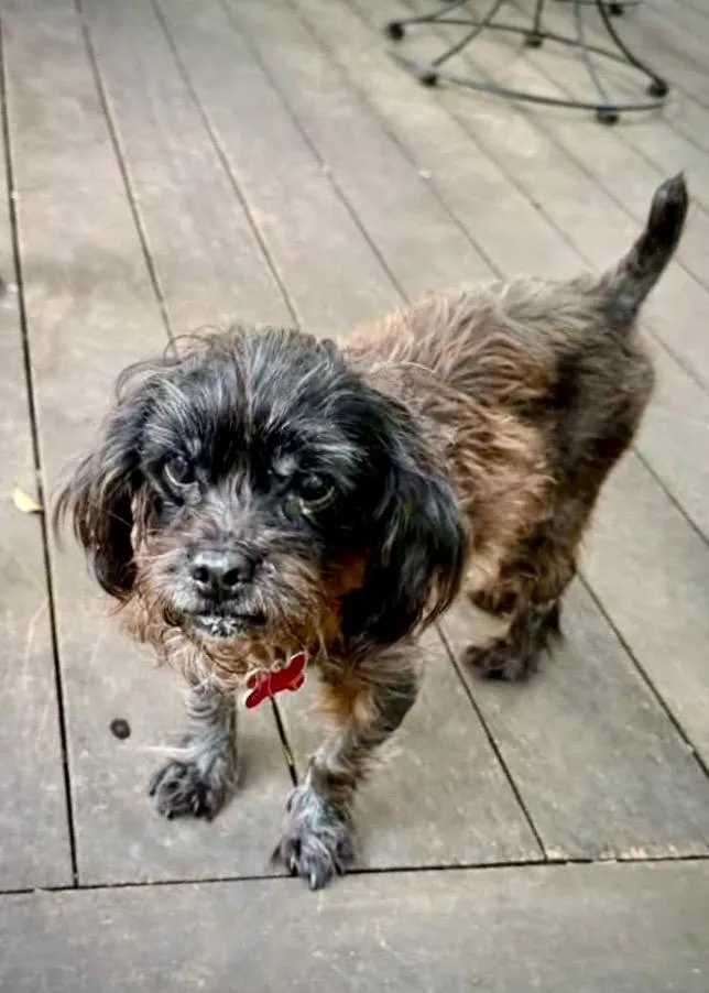 Dottie thumbnail 6