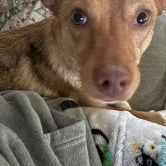 An adult small-sized female White / Cream Chihuahua dog named Lola for adoption in Fort Worth, TX