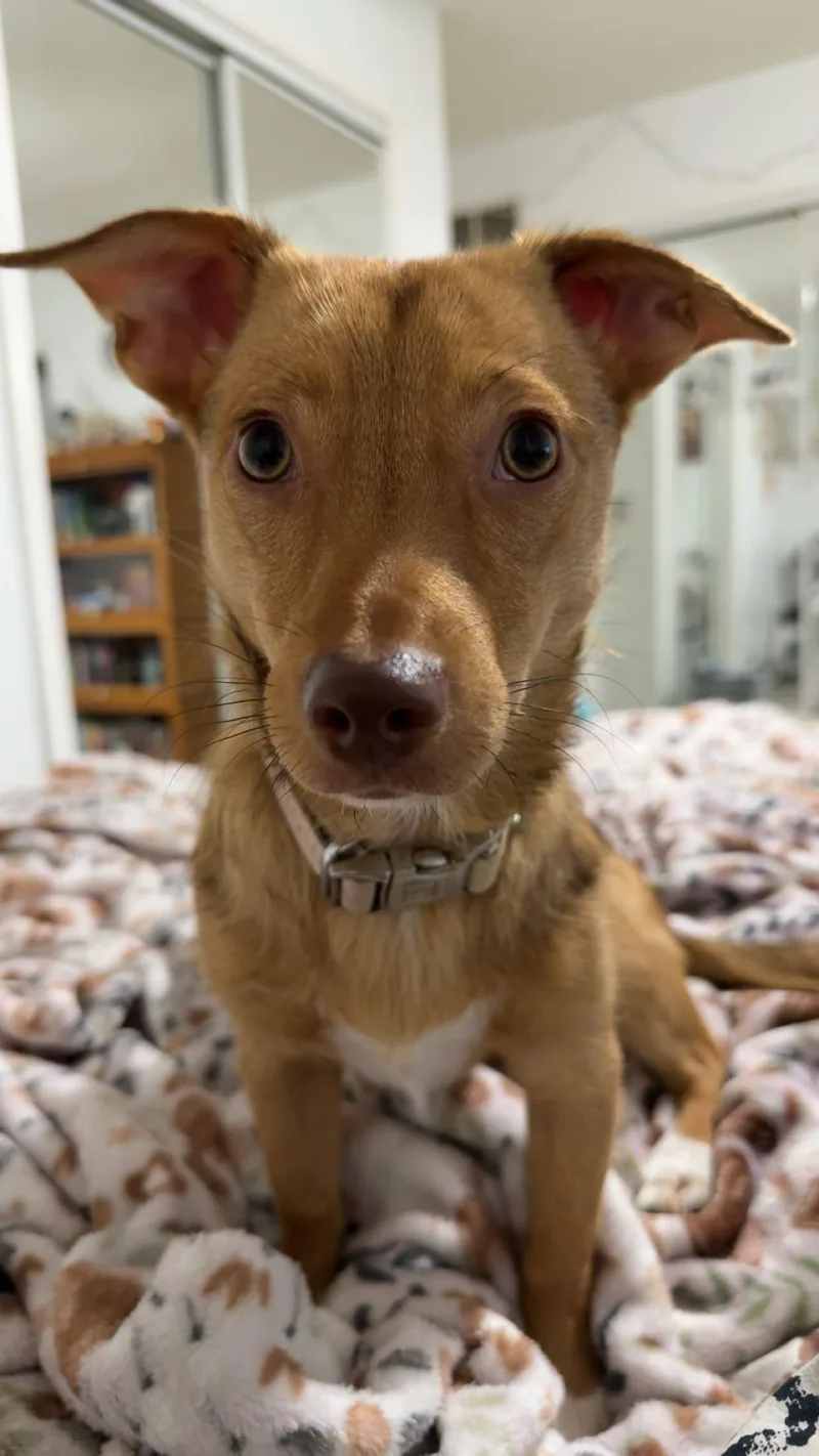 Lola thumbnail 4